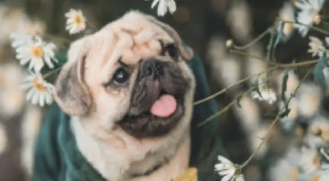 El nuevo reto visual que muy pocos pueden resolverlo El nuevo reto visual que muy pocos pueden resolverlo