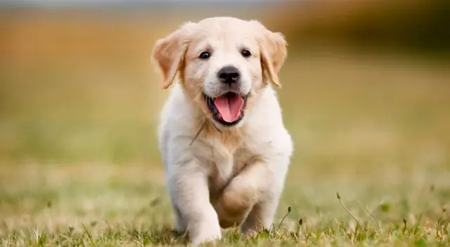 El nuevo reto visual que muy pocos pueden resolverlo El nuevo reto visual que muy pocos pueden resolverlo