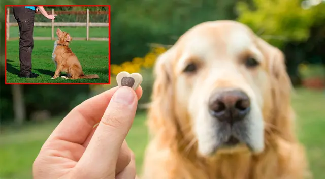 ¿Logras ver al perro? El nuevo reto visual que muy pocos pueden resolverlo ¿Logras ver al perro? El nuevo reto visual que muy pocos pueden resolverlo