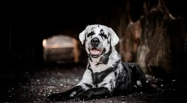 ¿Logras ver al perro? El nuevo reto visual que muy pocos pueden resolverlo ¿Logras ver al perro? El nuevo reto visual que muy pocos pueden resolverlo