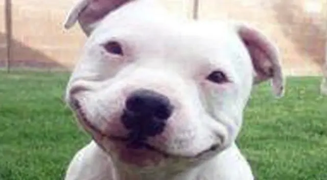 ¿Logras ver al perro? El nuevo reto visual que muy pocos pueden resolverlo ¿Logras ver al perro? El nuevo reto visual que muy pocos pueden resolverlo