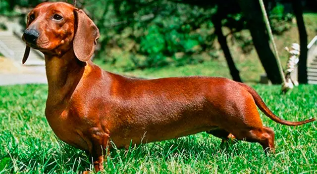 ¿Logras ver al perro? El nuevo reto visual que muy pocos pueden resolverlo ¿Logras ver al perro? El nuevo reto visual que muy pocos pueden resolverlo