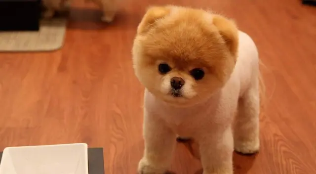 El reto visual consiste en ubicar dónde se encuentra oculto un perro. El reto visual consiste en ubicar dónde se encuentra oculto un perro.