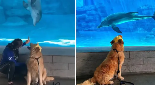 El perrito se hizo amigo del delfín rescatado. El perrito se hizo amigo del delfín rescatado.