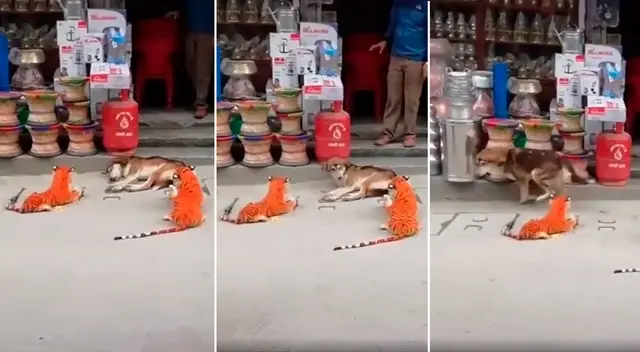 El perrito no se imaginó llevarse tremendo susto tras despertar abruptamente de su sueño. El perrito no se imaginó llevarse tremendo susto tras despertar abruptamente de su sueño.