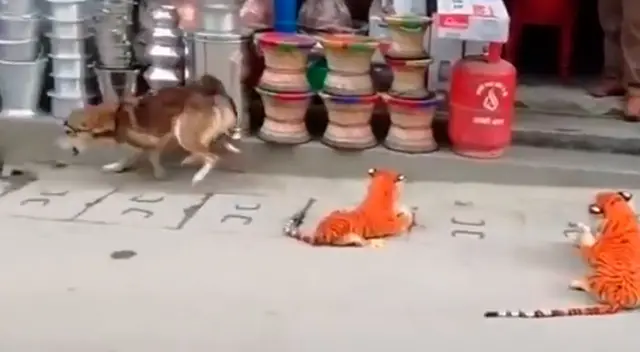 El perrito no se imaginó llevarse tremendo susto tras despertar abruptamente de su sueño. El perrito no se imaginó llevarse tremendo susto tras despertar abruptamente de su sueño.