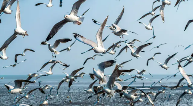 Bandada de gaviotas. Bandada de gaviotas.