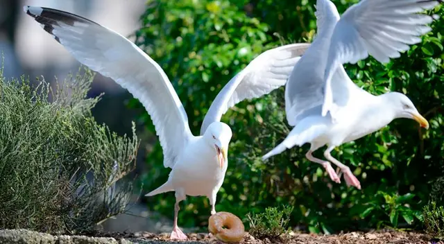 Gaviotas comiendo una dona. Gaviotas comiendo una dona.