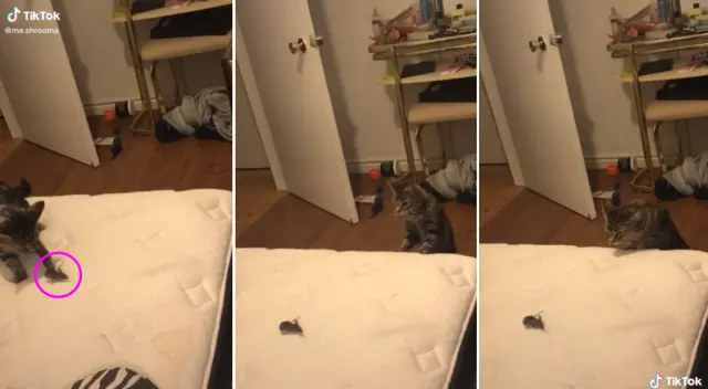 El video se hizo viral en TikTok. El video se hizo viral en TikTok.