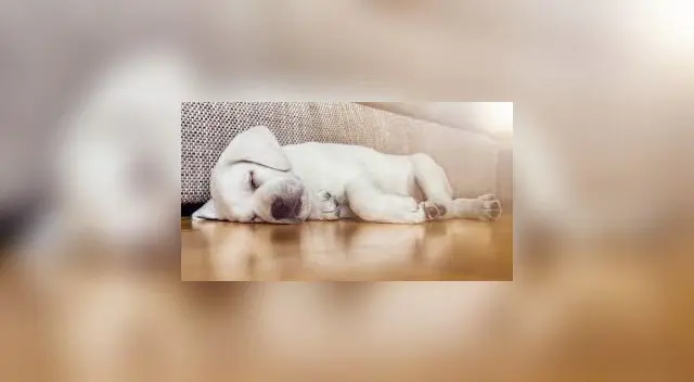 MIRA AQUÍ la imagen que ha confundido a miles de internautas. ¿Te atreves a encontrar al cachorrito? MIRA AQUÍ la imagen que ha confundido a miles de internautas. ¿Te atreves a encontrar al cachorrito?