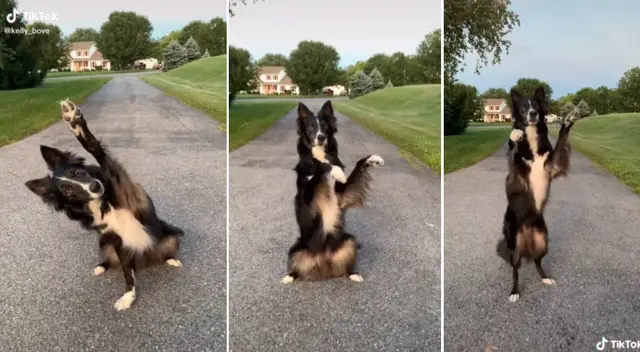 El video se hizo viral en TikTok.