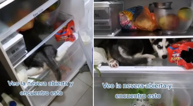 El perrito decidió refrescarse en la nevera. El perrito decidió refrescarse en la nevera.
