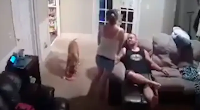 Perro hace un tiro perfecto de baloncesto con un frisbee