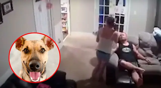 Perro hace un tiro perfecto de baloncesto con un frisbee