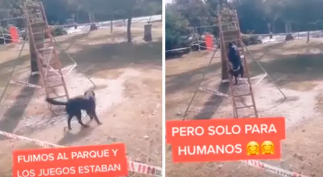 Perrito rebelde se sube a los juegos para niños Perrito rebelde se sube a los juegos para niños