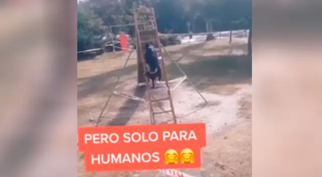 Perrito rebelde se sube a los juegos para niños Perrito rebelde se sube a los juegos para niños