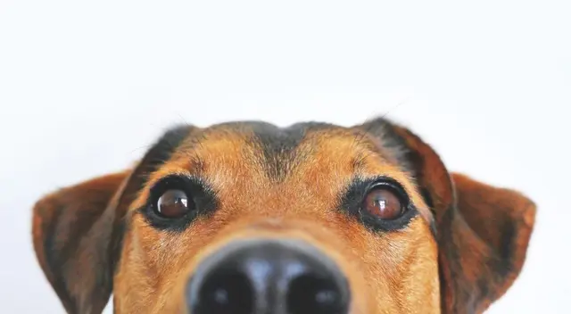 En Facebook, un cachorro se volvió protagonista de un momento tierno en una videollamada que tuvo con su dueño.