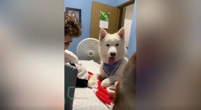 Los usuarios en las redes sociales no dejaron pasar el particular momento del perro y realizaron diversos comentarios sobre lo ocurrido.