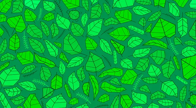 Te desafiamos a encontrar las 5 tortugas escondidas entre las hojas