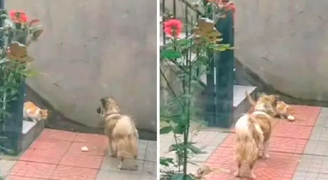 El perrito demostró tener su gran corazón al compartir su comida.
