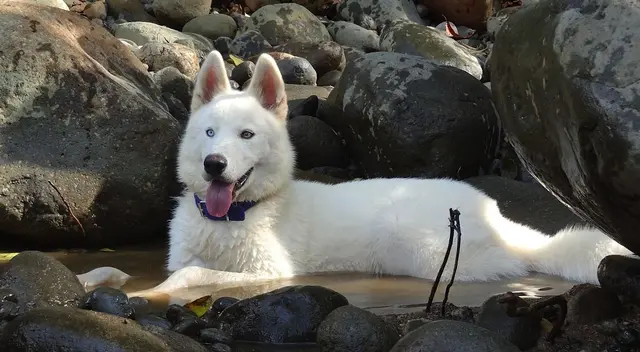 La escena causó la risa de varios usuarios en las redes sociales.