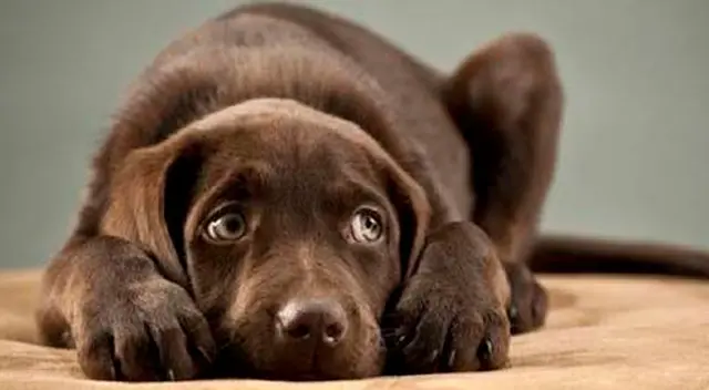 Los padres de la niña nunca se imaginaron que su perro tendría ese curioso comportamiento. El tierno momento se volvió viral en las redes sociales. Los padres de la niña nunca se imaginaron que su perro tendría ese curioso comportamiento. El tierno momento se volvió viral en las redes sociales.