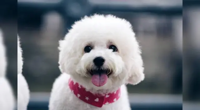 Un perrito llamado Larry sorprendió a todos al darle unos tiernos besos a la hija de sus dueños. Un perrito llamado Larry sorprendió a todos al darle unos tiernos besos a la hija de sus dueños.