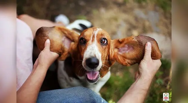 Un perrito llamado Larry sorprendió a todos al darle unos tiernos besos a la hija de sus dueños. Un perrito llamado Larry sorprendió a todos al darle unos tiernos besos a la hija de sus dueños.