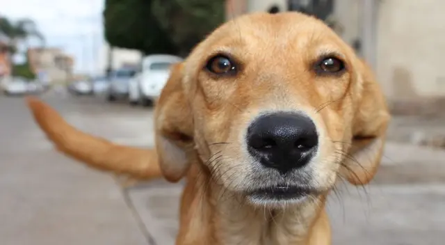 La tierna reacción de un perro cuando una bebé le está dando besos La tierna reacción de un perro cuando una bebé le está dando besos