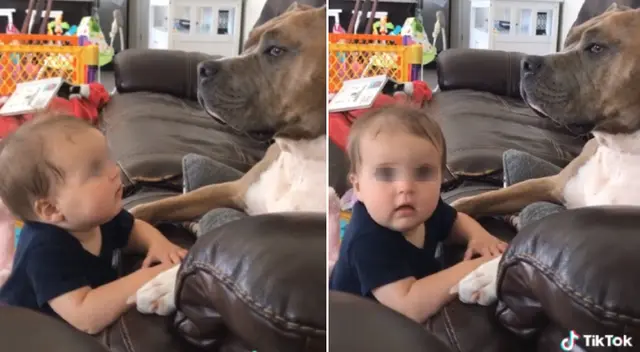 La relación entre los perritos y bebés conmueven a usuarios de TikTok La relación entre los perritos y bebés conmueven a usuarios de TikTok