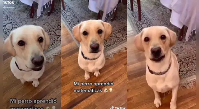 El clip cuenta con miles de reproducciones en TikTok. El clip cuenta con miles de reproducciones en TikTok.