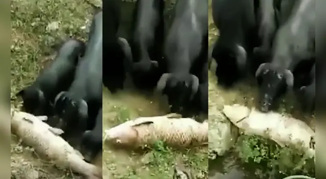 La escena emocionó a miles de usuarios en las redes sociales.