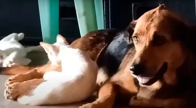 Perrito adopta a unos gatos huérfanos que su dueña rescató Perrito adopta a unos gatos huérfanos que su dueña rescató