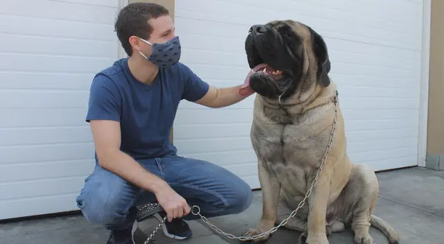 Animales recibieron ayuda Animales recibieron ayuda