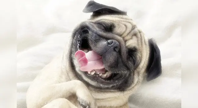 Las cómicas escenas causaron la risa de miles de internautas en las redes sociales.