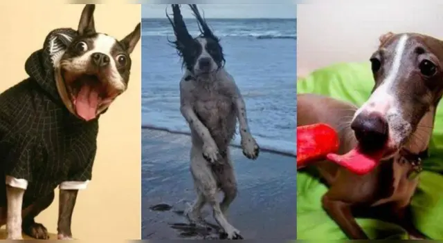 El Día Mundial del Perro se celebra este viernes 26 de agosto.