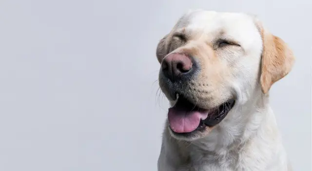 Un perrito llamado Larry sorprendió a todos al darle unos tiernos besos a la hija de sus dueños. Un perrito llamado Larry sorprendió a todos al darle unos tiernos besos a la hija de sus dueños.