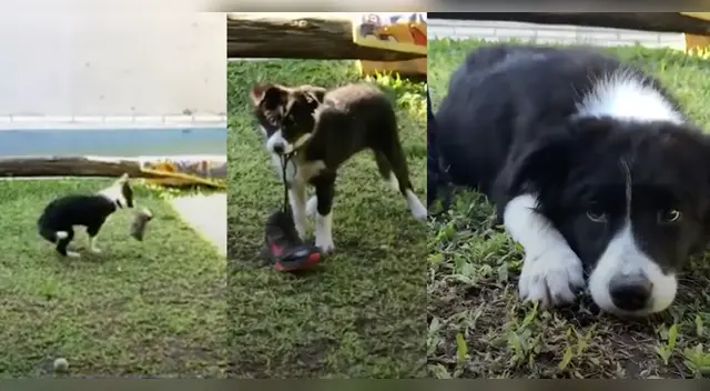 El clip cuenta con miles de reproducciones en TikTok.