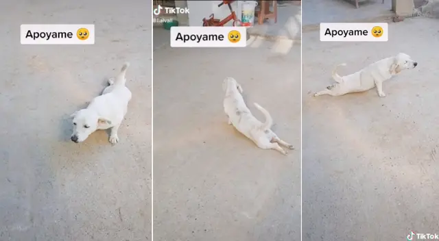La perrita fingió estar atropellada en el divertido video de TikTok.