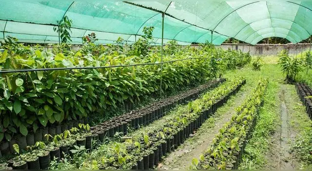 Presentación será hoy en el Instituto Nacional de Innovación Agraria. Presentación será hoy en el Instituto Nacional de Innovación Agraria.