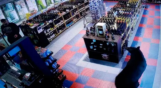 Imágenes del oso ingresando a la licorería de Canadá.