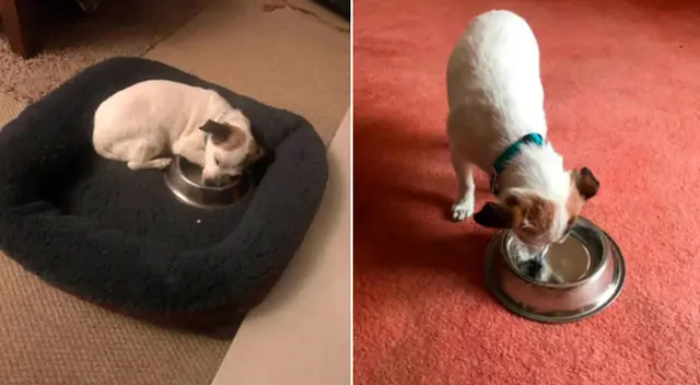 El perrito no deja su plato al cuidado de nadie. El perrito no deja su plato al cuidado de nadie.