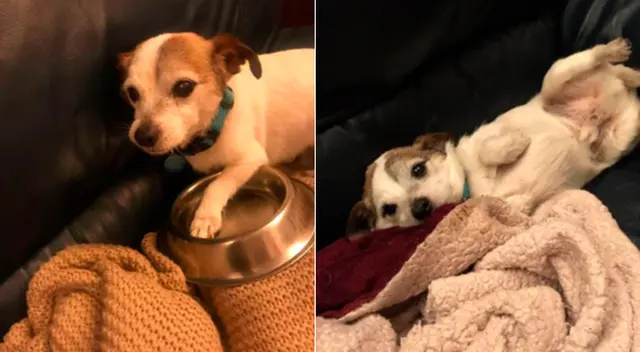 El perrito no deja su plato de comida al cuidado de nadie. El perrito no deja su plato de comida al cuidado de nadie.