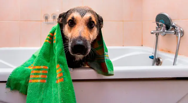 Cómo combatir el mal olor de las mascotas.