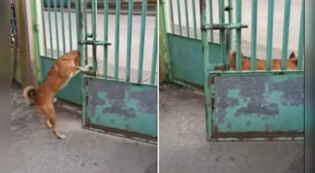 El comportamiento del perro causó la risa de varios usuarios en las redes sociales.