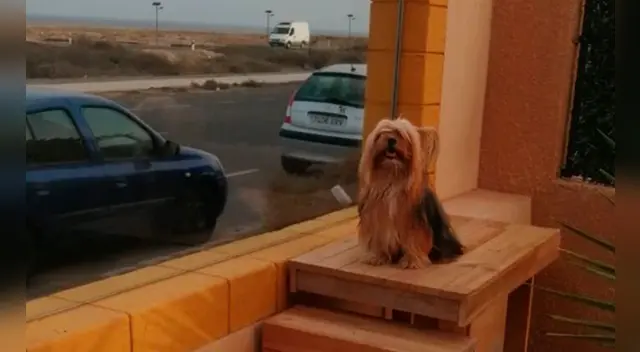 Las imágenes del can publicadas originalmente en Twitter causaron furor en las redes sociales.