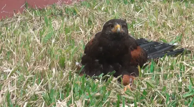 Hallan aves intoxicadas en parque de Surco. Hallan aves intoxicadas en parque de Surco.