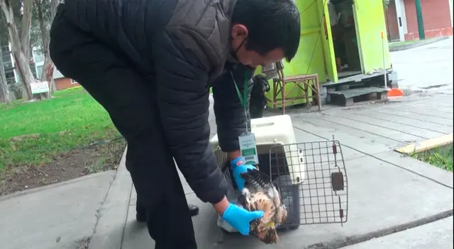 Hallan aves intoxicadas en parque de Surco. Hallan aves intoxicadas en parque de Surco.