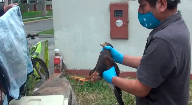 Hallan aves intoxicadas en parque de Surco. Hallan aves intoxicadas en parque de Surco.