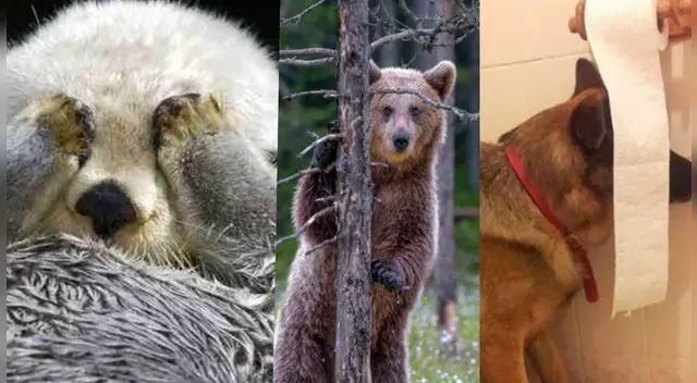 El challenge de Facebook causó sensación en las redes sociales. El challenge de Facebook causó sensación en las redes sociales.